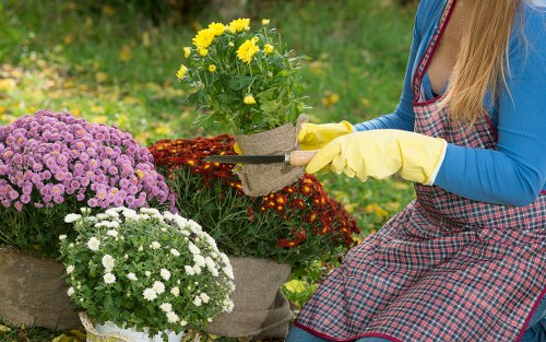 A person wearing a blue long-sleeved top, yellow gardening gloves, and a checked apron is gardening outdoors in a private garden with a well-maintained flower bed. The garden features a variety of colorful flowering plants, including a large purple chrysanthemum, a white flower cluster, and a yellow flowering plant in a pot. The person is holding a pair of pruning shears and appears to be trimming or caring for the plants, with a background of lush green grass and blurred foliage. The garden area includes a paved pathway and is situated in a residential setting, suggesting regular outdoor maintenance and landscaping, typical of lawn care services in West Ham. The scene is well-lit, indicating daytime with natural sunlight, contributing to a vibrant and inviting outdoor space, suitable for professional gardening and lawn services from Lawn Mowing West Ham.